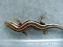 W/C Eastern 5 Lined Skink ( W. Mich )