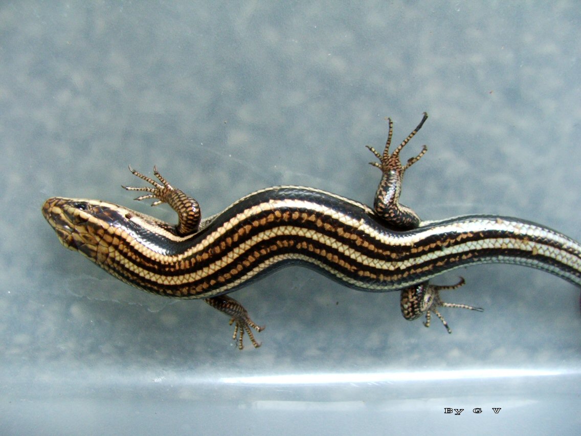 W/C Eastern 5 Lined Skink ( W. Mich )