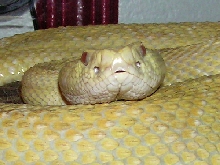 Albino Atrox