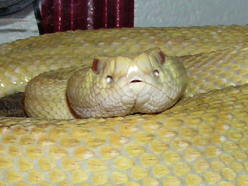 Albino Atrox