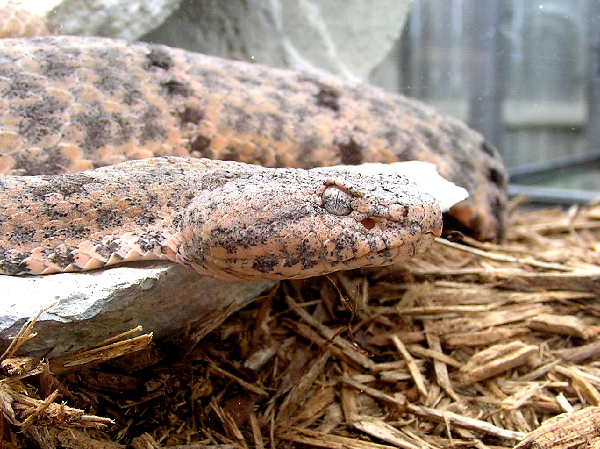 Mottled Rock Rattlesnake
