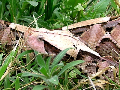 W. A. Gaboon