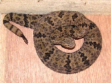 Mottled Rock Rattlesnake