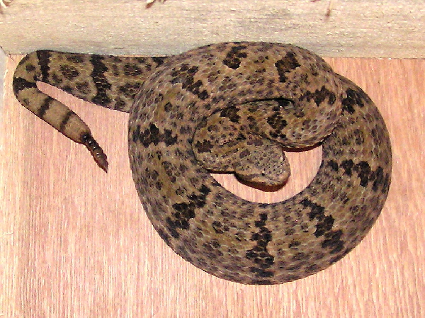Mottled Rock Rattlesnake