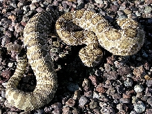 Prarie Rattlesnake