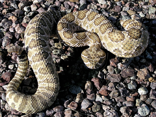 Prarie Rattlesnake