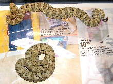 Speckled Rattlesnakes