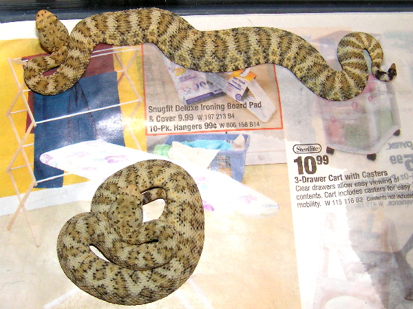 Speckled Rattlesnakes