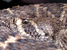 Atrox close up