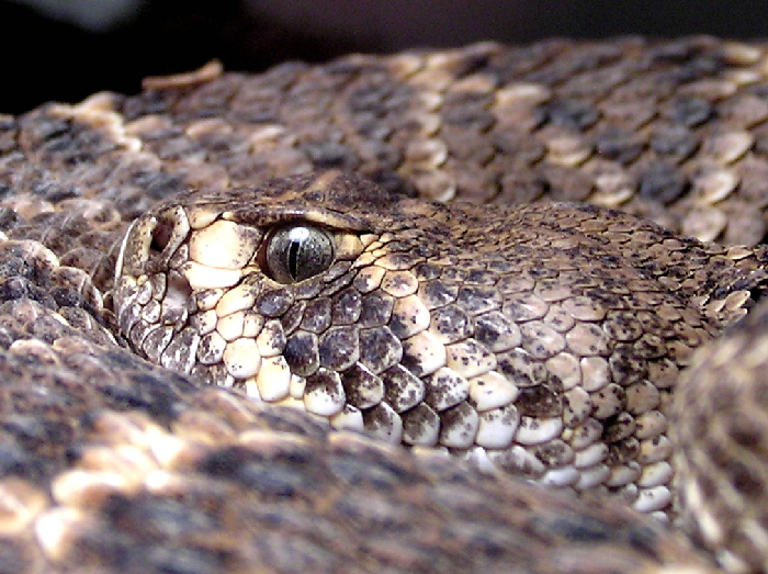 Atrox close up