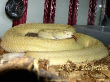 Albino Atrox male