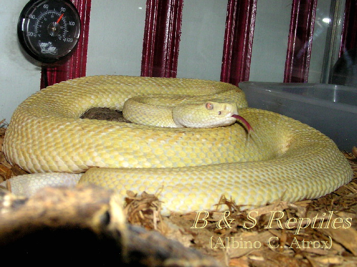 Albino Atrox male
