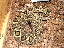 Female C. d. cuminensis