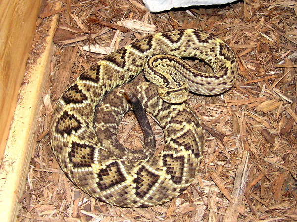 Female C. d. cuminensis