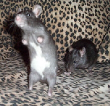 baby boys