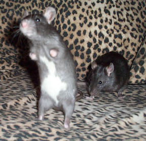 baby boys