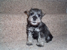 Baby Jack