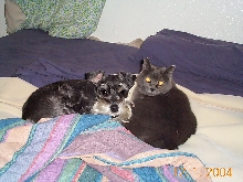Cat Lover!