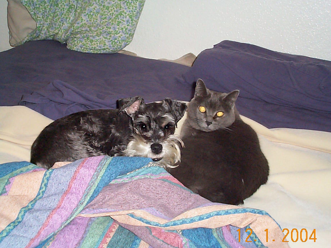 Cat Lover!