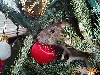 Jack Rat