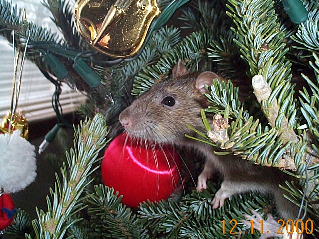 Jack Rat
