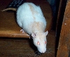 Rosie