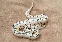 desert spyder male
