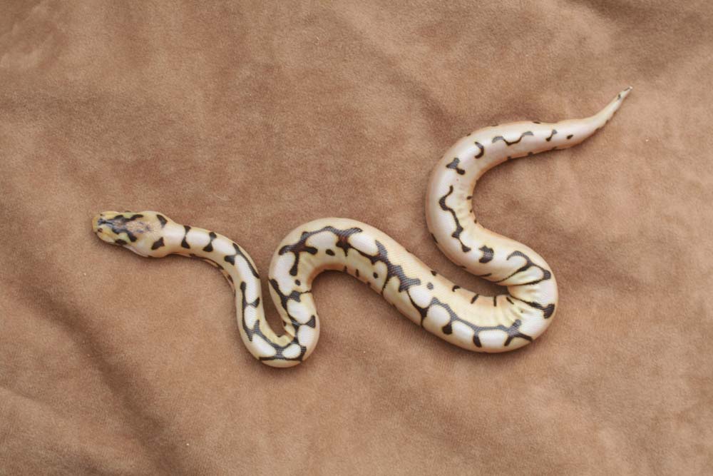 desert spyder female