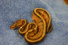 genetic stripe just out of egg