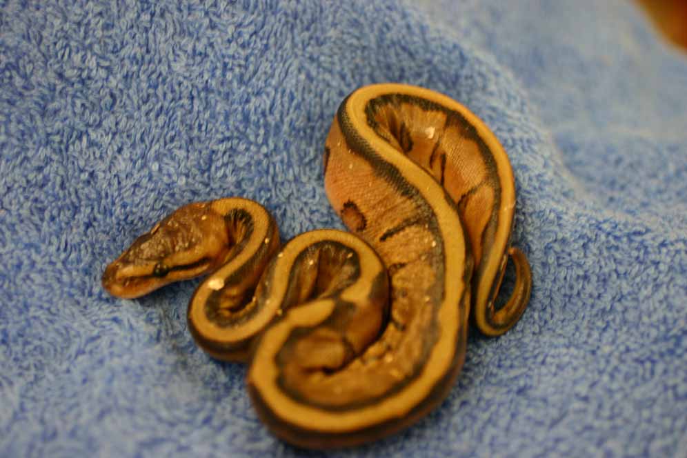 genetic stripe just out of egg
