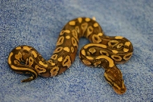 Mojave
