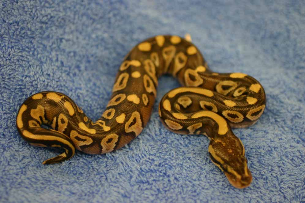 Mojave