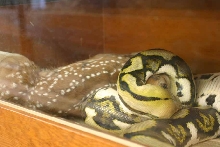retic eating road killed fawn