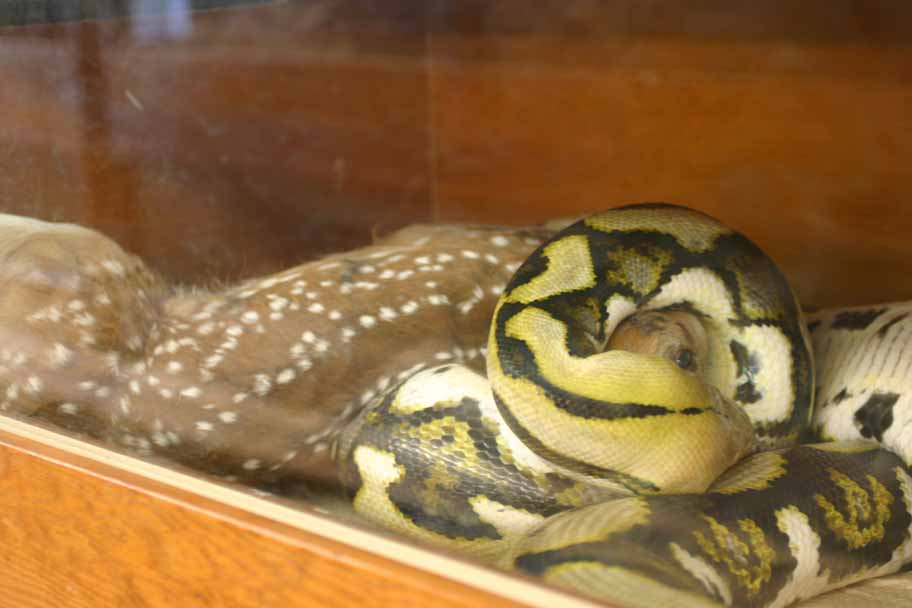retic eating road killed fawn