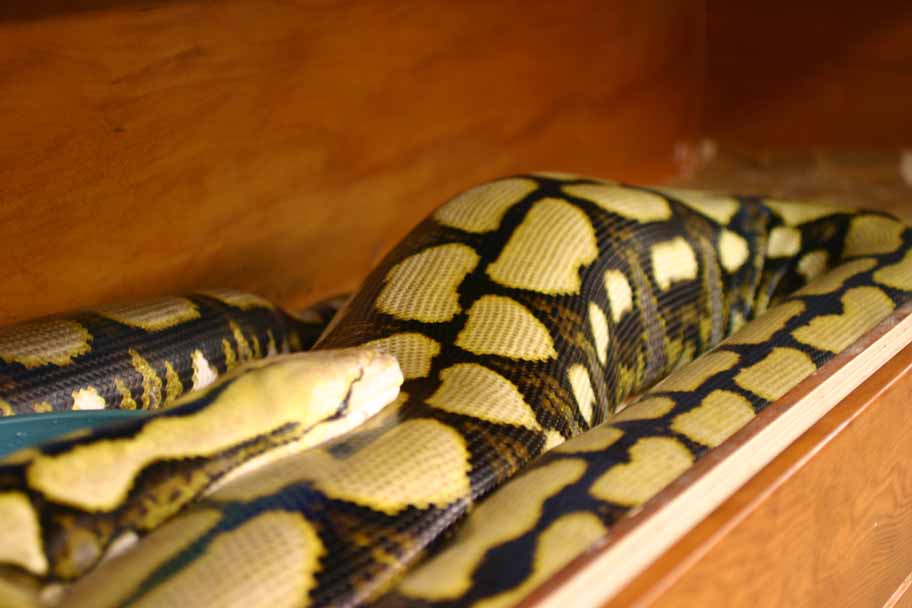 retic lump deer