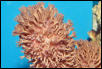Saltwater - Austin Aquariums
