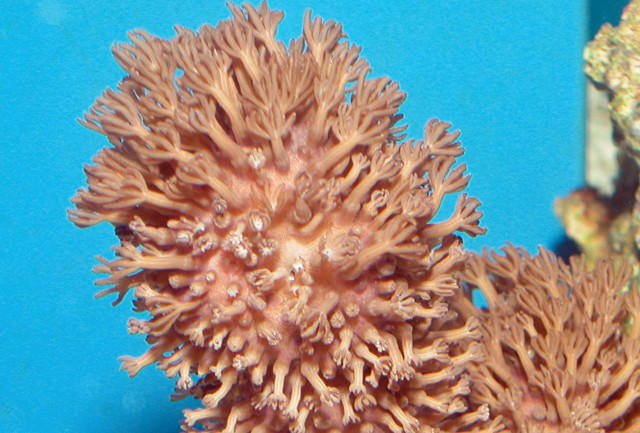 Saltwater - Austin Aquariums