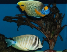 Saltwater Photos