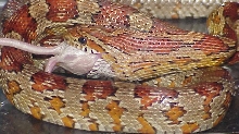 corn snake eating