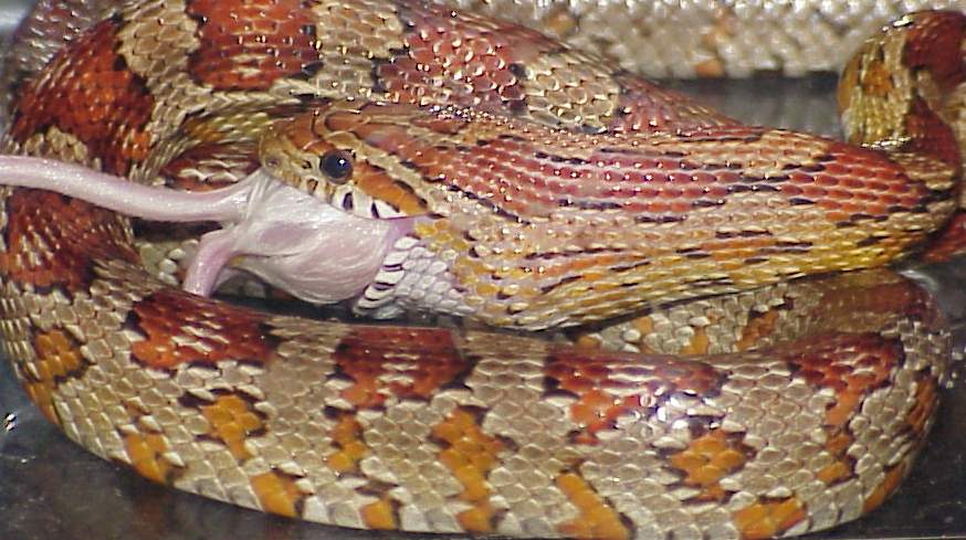 corn snake eating