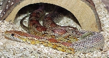 Corn snake shedding