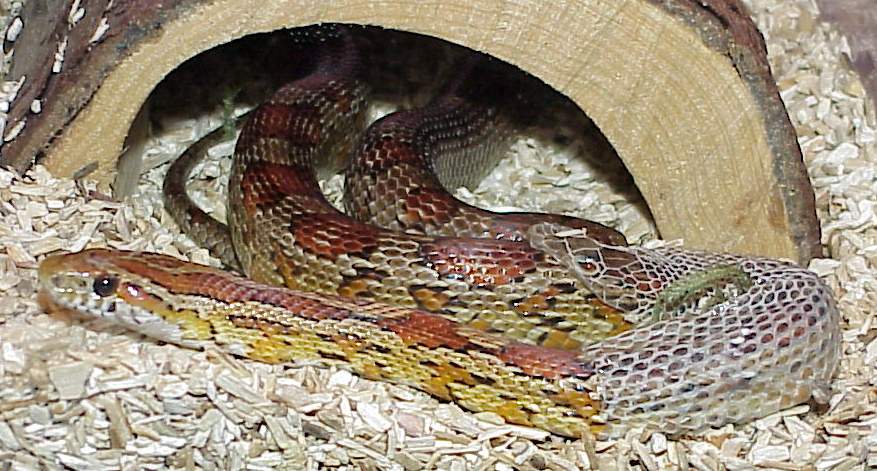 Corn snake shedding