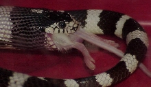 Kingsnake eats mouse