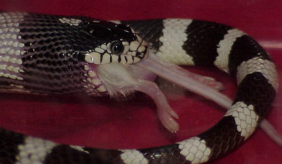 Kingsnake eats mouse
