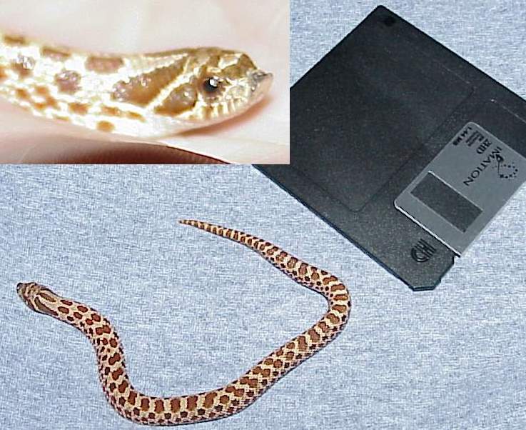Western Hognose