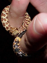 Western Hognose