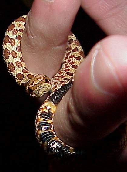 Western Hognose