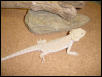 Leucistic female