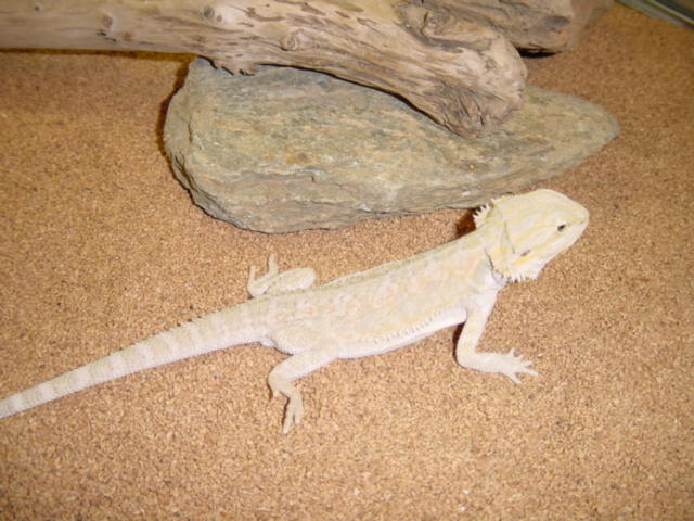 Leucistic female