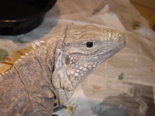 Adult female Hybrid